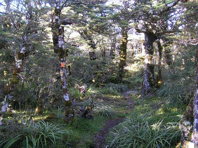 NZ leden-unor 2006 209.jpg